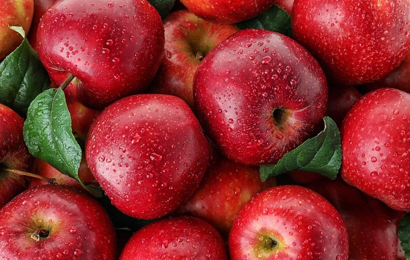 نمونه‌های کشاورزی استان تهران/باغدار نمونه ۱۶۷ تن سیب در هکتار تولید کرد